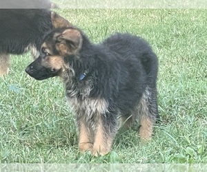 German Shepherd Dog Puppy for sale in SPRINGFIELD, MO, USA