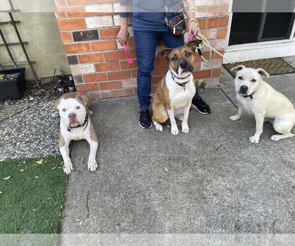 Medium Photo #2 American Staffordshire Terrier-Unknown Mix Puppy For Sale in Berkeley, CA, USA