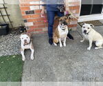 Small #1 American Staffordshire Terrier Mix
