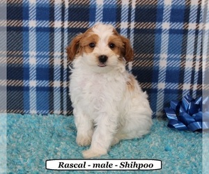 ShihPoo Puppy for sale in HOPKINSVILLE, KY, USA