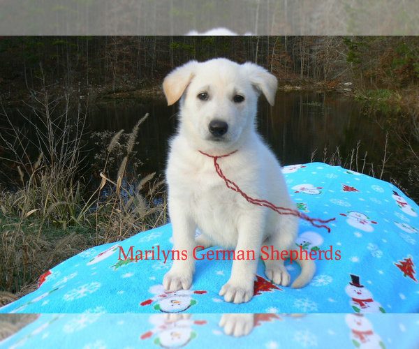 Medium Photo #6 German Shepherd Dog Puppy For Sale in PIEDMONT, MO, USA