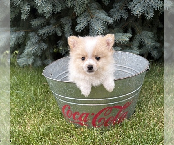 Medium Photo #3 Pomeranian Puppy For Sale in MIDDLEBURY, IN, USA