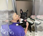 Small #4 Cardigan Welsh Corgi-German Shepherd Dog Mix