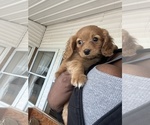Small Photo #5 Cavapoo Puppy For Sale in SYRACUSE, NY, USA