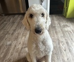 Small Photo #1 Goldendoodle Puppy For Sale in FAYETTEVILLE, GA, USA