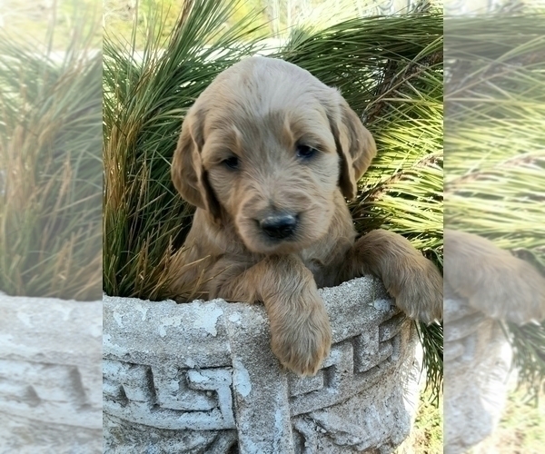 Medium Photo #12 Goldendoodle Puppy For Sale in PROSPECT, VA, USA
