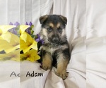 Small Photo #3 German Shepherd Dog Puppy For Sale in COLBY, WI, USA