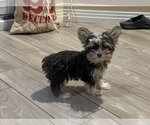 Yorkshire Terrier Puppy for Sale in HESPERIA, California USA