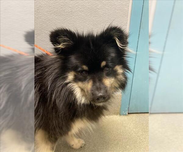 Medium Photo #1 Pomeranian-Unknown Mix Puppy For Sale in Las Vegas, NV, USA