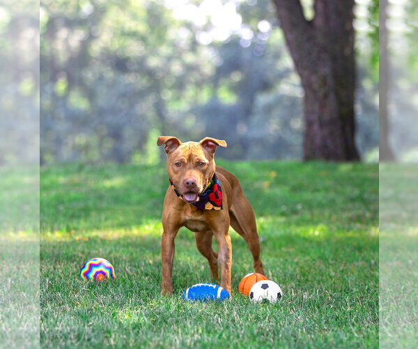 Medium Photo #5 Mutt Puppy For Sale in Unionville, PA, USA