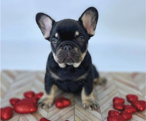 Medium Photo #14 French Bulldog Puppy For Sale in CYPRESS, TX, USA