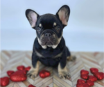 Small Photo #14 French Bulldog Puppy For Sale in CYPRESS, TX, USA