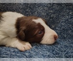 Small Photo #229 Border Collie Puppy For Sale in NORBORNE, MO, USA