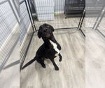 Small #3 Great Dane Mix