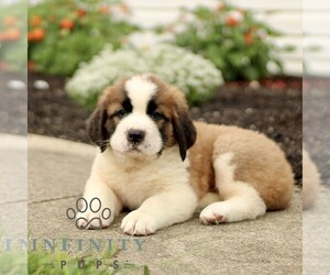Saint Bernard Puppy for sale in MARIETTA, PA, USA