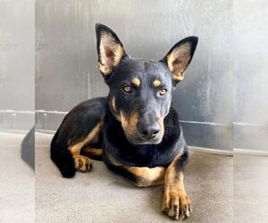 German Shepherd Dog-Unknown Mix Dogs for adoption in San Bernardino, CA, USA