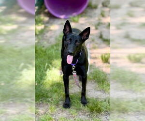 German Shepherd Dog-Unknown Mix Dogs for adoption in Brewster, MA, USA
