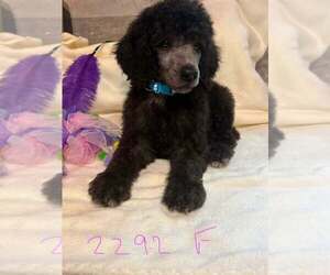 Poodle (Standard) Puppy for sale in DUNNELLON, FL, USA