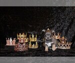 Image preview for Ad Listing. Nickname: Litter of 14