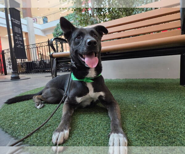 Medium Photo #2 German Shepherd Dog-Unknown Mix Puppy For Sale in Lake Forest, CA, USA