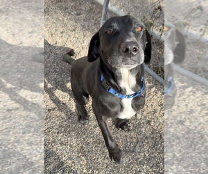 Labrador Retriever-Unknown Mix Dogs for adoption in Bemidji, MN, USA