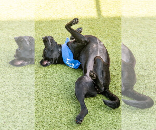 Medium Photo #3 Mutt Puppy For Sale in Hilton Head, SC, USA