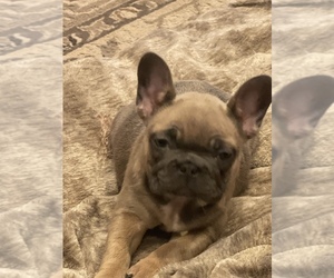 French Bulldog Puppy for sale in WOLVERINE LAKE, MI, USA