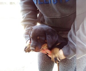 Rottweiler Puppy for sale in LINDSAY, CA, USA