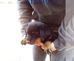 Small Photo #1 Rottweiler Puppy For Sale in LINDSAY, CA, USA