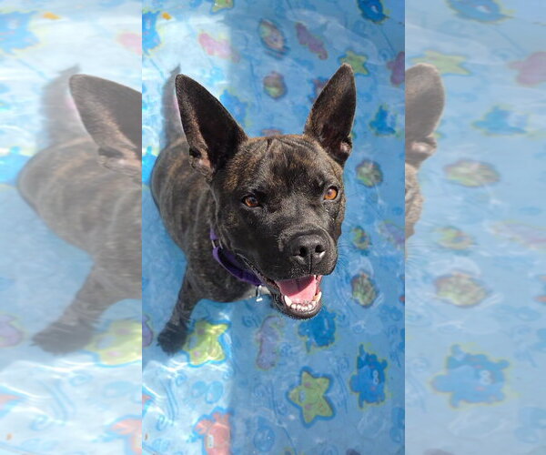 Medium Photo #6 Mutt Puppy For Sale in Rockaway, NJ, USA