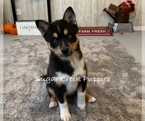 Pomsky Puppy for sale in DONNELLSON, IA, USA