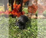 Image preview for Ad Listing. Nickname: AKC Labs