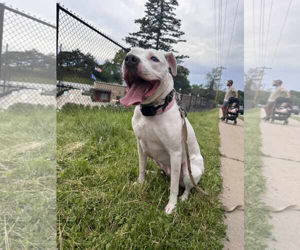 Medium Photo #2 American Staffordshire Terrier-Unknown Mix Puppy For Sale in Sheboygan, WI, USA