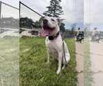 Small #1 American Staffordshire Terrier Mix