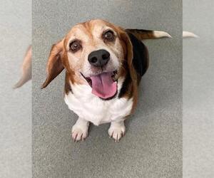 Beagle Dogs for adoption in Fayetteville, NC, USA