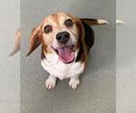 Small Beagle