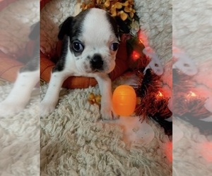 Boston Terrier Puppy for sale in CRKD RVR RNCH, OR, USA