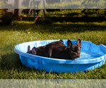 Small #1 French Bulldog