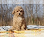 Small #3 Poodle (Toy)