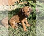 Puppy Sage PINK Rhodesian Ridgeback