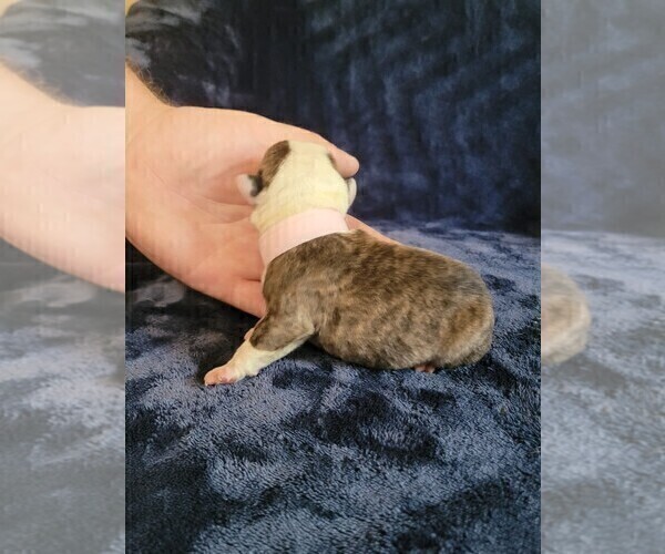 Medium Photo #2 Olde English Bulldogge Puppy For Sale in HAMLER, OH, USA