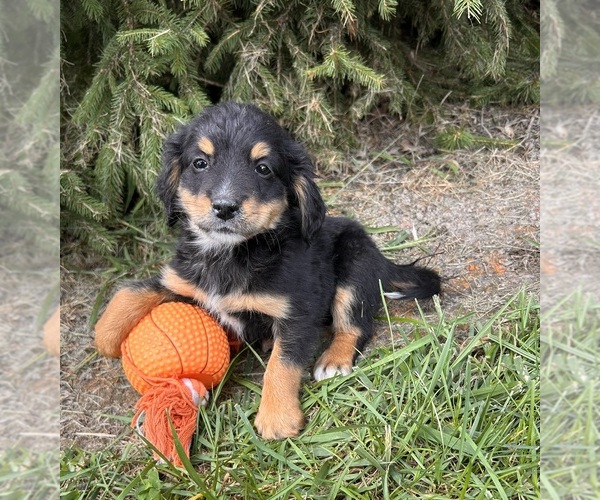 Medium Photo #2 Bernedoodle Puppy For Sale in MIDDLEBURY, IN, USA