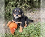Small #1 Bernedoodle