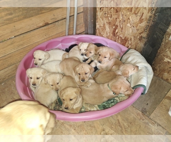 Medium Photo #1 Labrador Retriever Puppy For Sale in GAFFNEY, SC, USA
