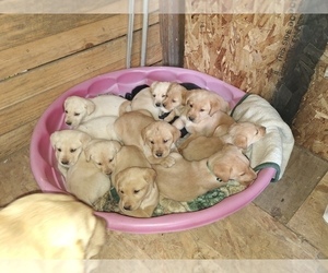 Labrador Retriever Puppy for sale in GAFFNEY, SC, USA