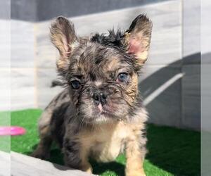 French Bulldog Puppy for sale in NASHVILLE, TN, USA