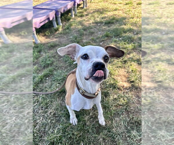 Medium Photo #1 Mutt Puppy For Sale in Evansville, IN, USA