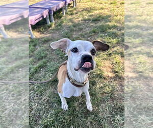 Mutt Dogs for adoption in Evansville, IN, USA