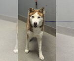 Small Siberian Husky Mix