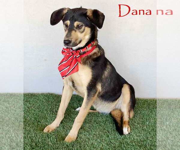 Medium Photo #1 German Shepherd Dog-Unknown Mix Puppy For Sale in San Diego, CA, USA